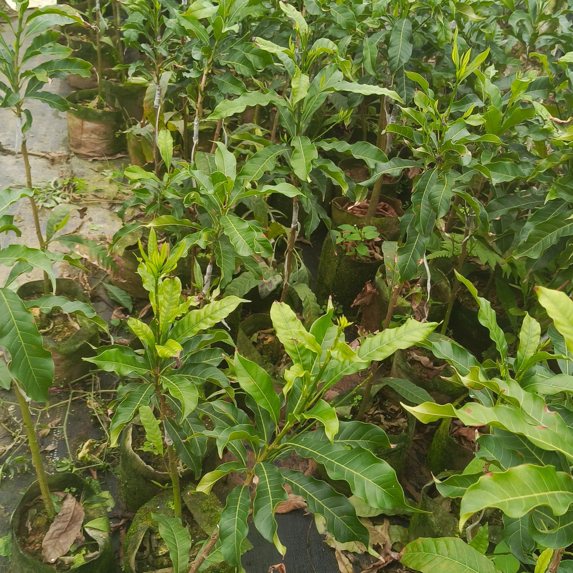 锦宏精选绿植通用链接