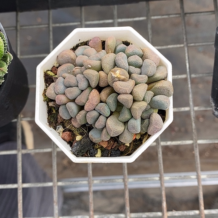 ʚ***ɞ漂亮的小仙女们都来