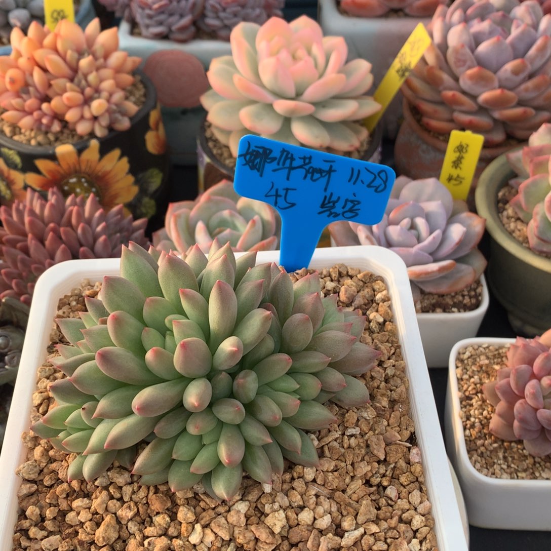 娜***开我们家的小姐姐们