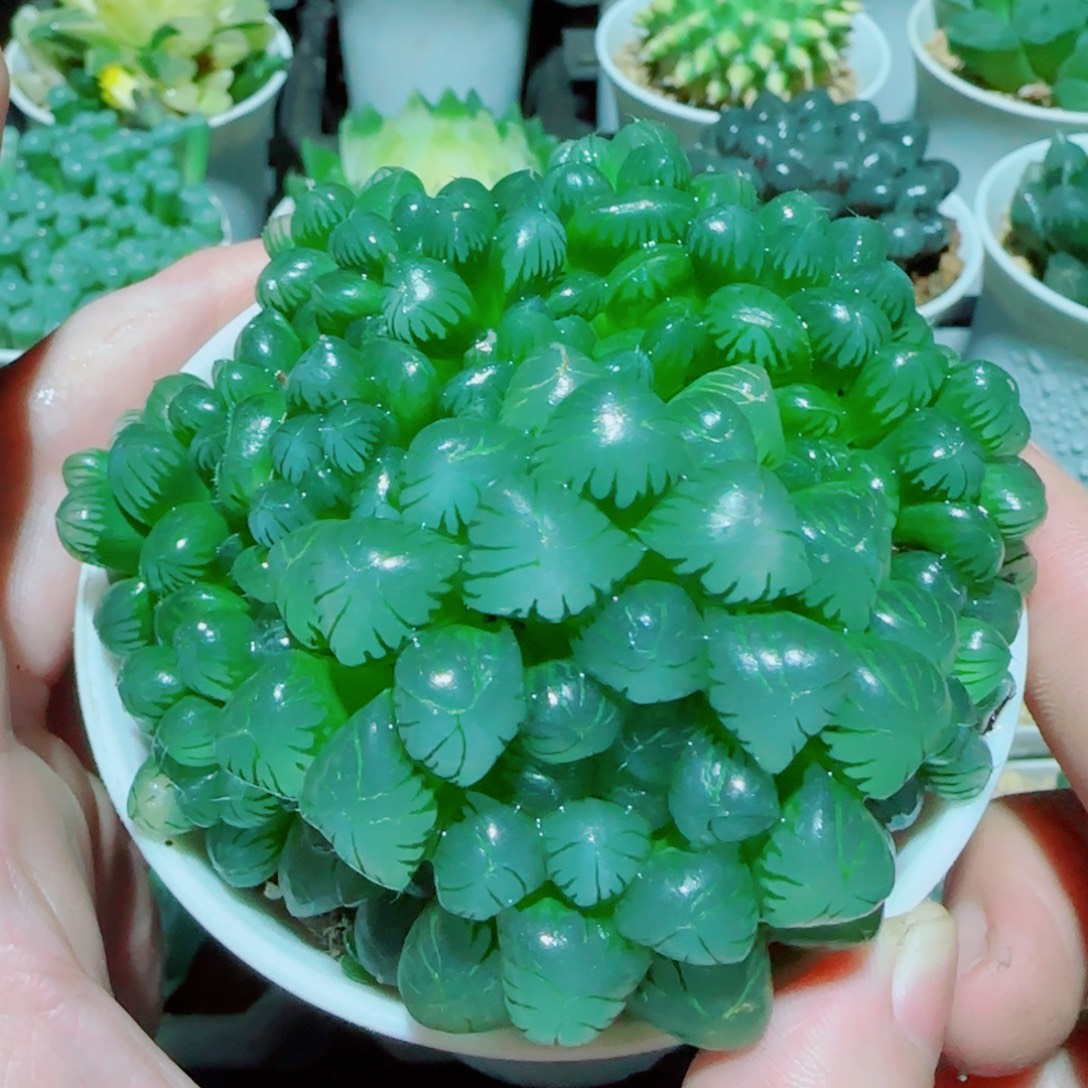 粉姬玉露群多肉植物