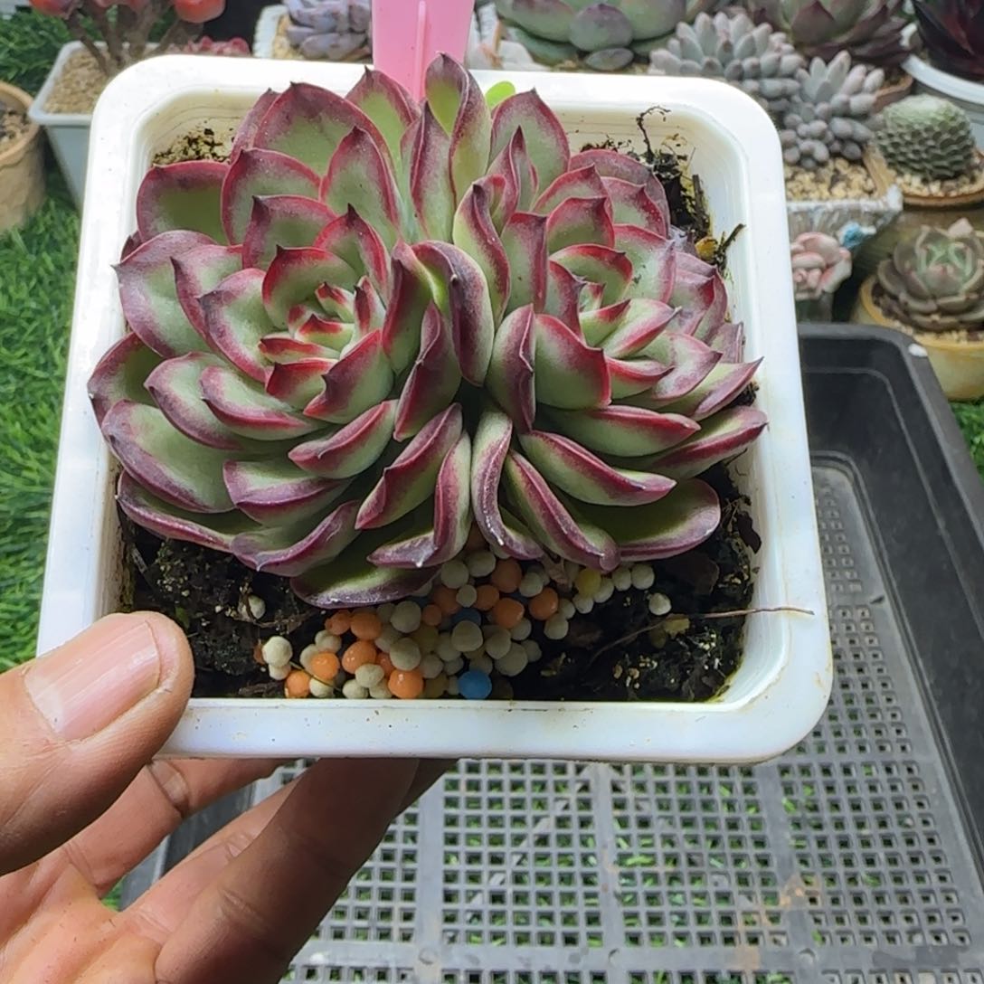 锦安精品多肉编号236