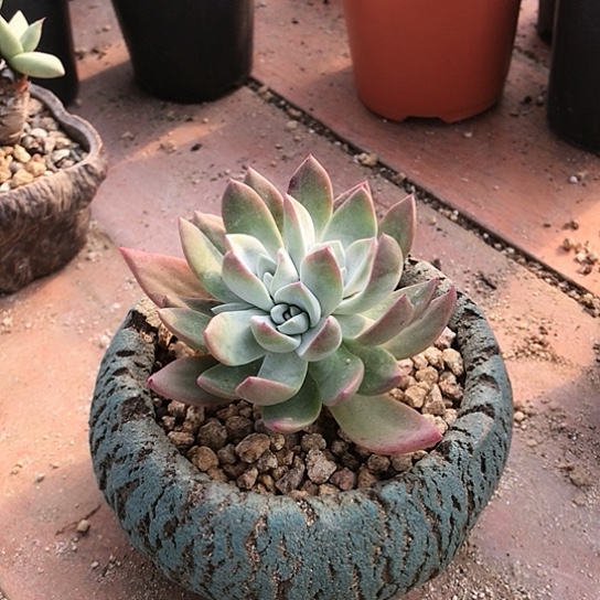 苹果叶仙女棒杯杯