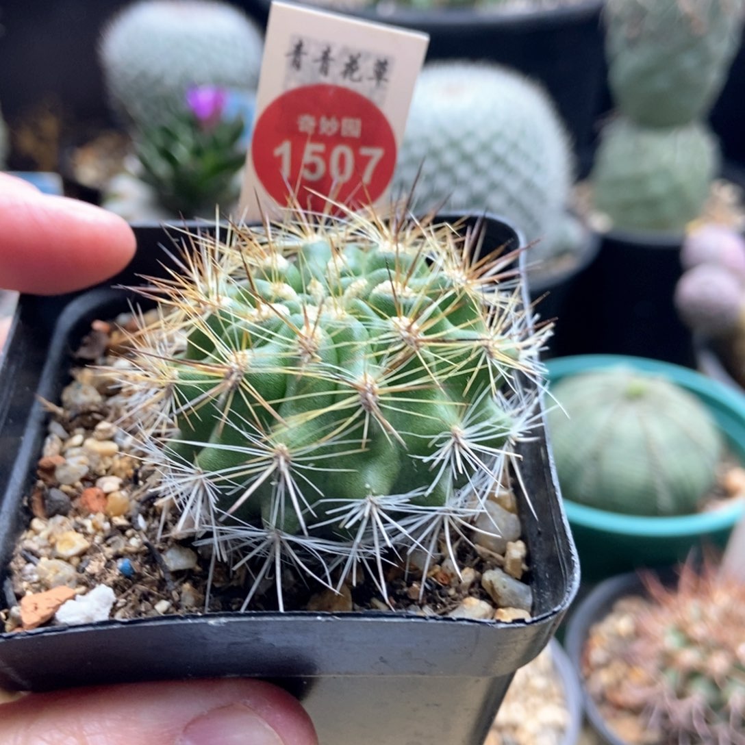 实生狂刺智利球逆龙丸4.1cm