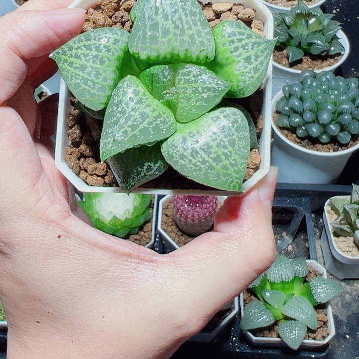 绿胖子多肉植物阿阿