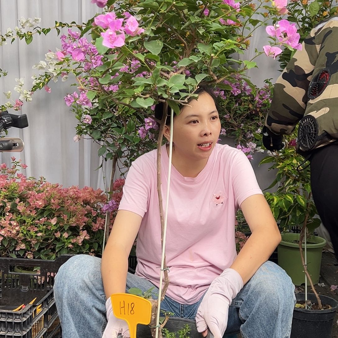 黑***g当前无花栽培后可以开花H18粉可爱