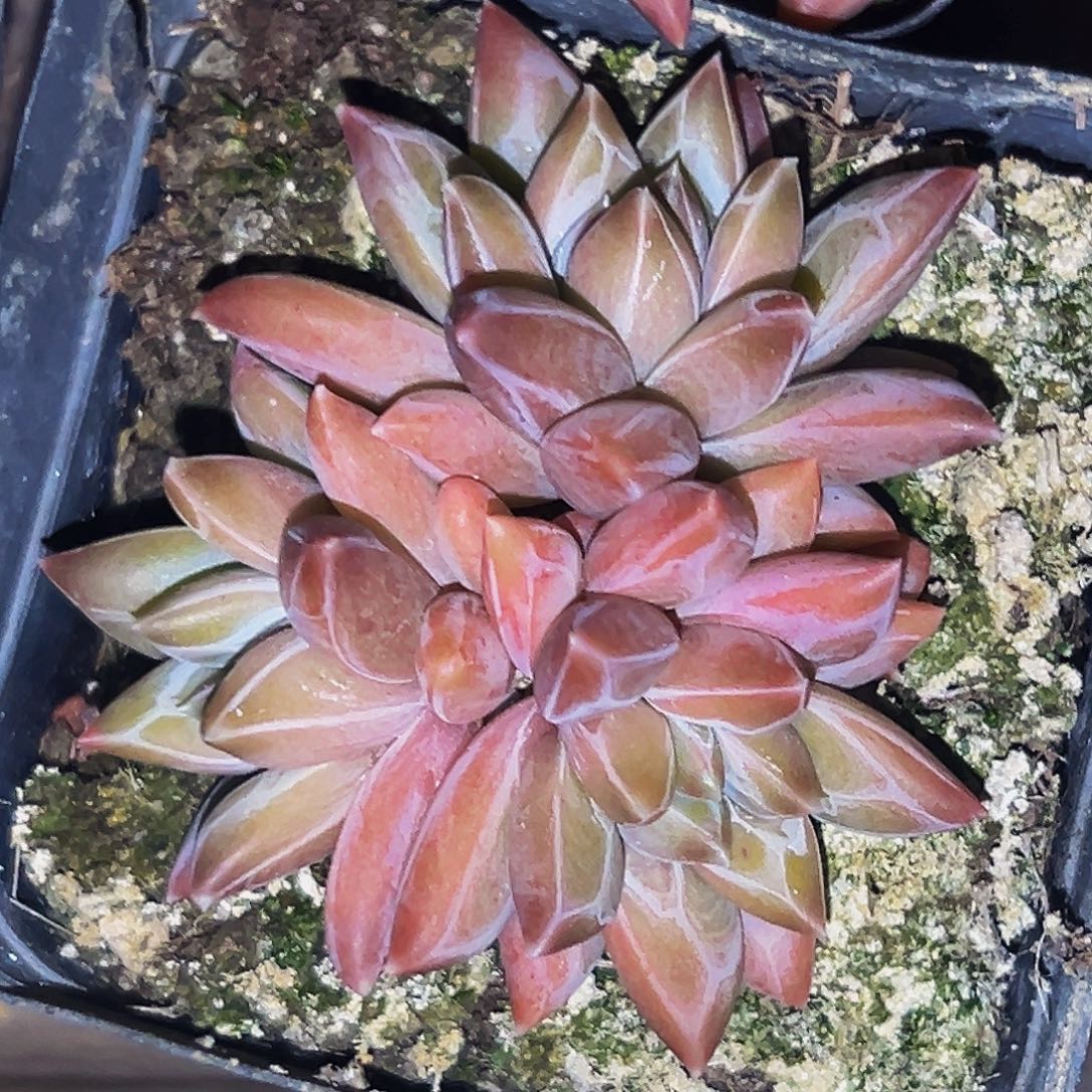 桔云多肉美人精品系列