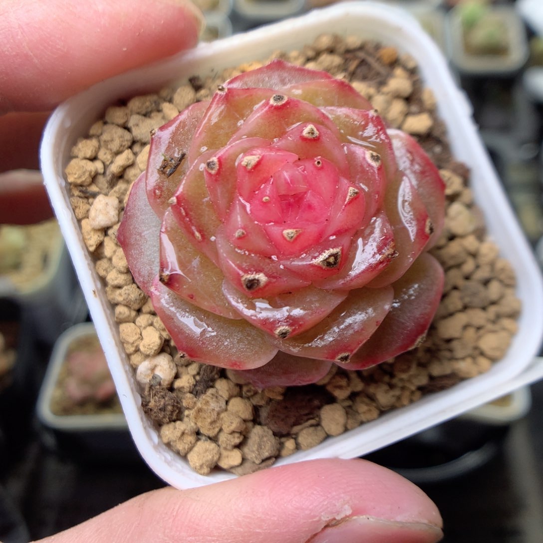 V177y y y y y y y y y y