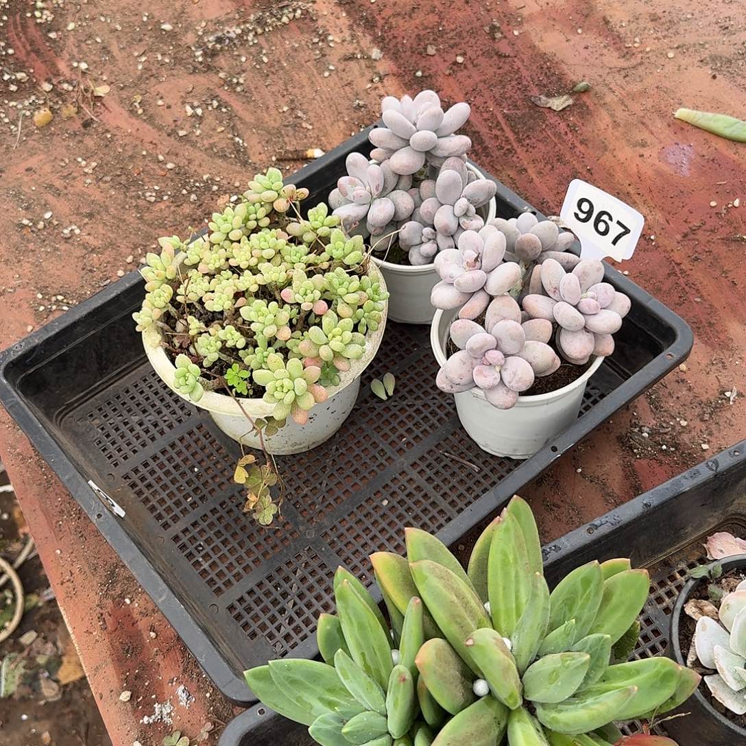 平****9679679679679679967