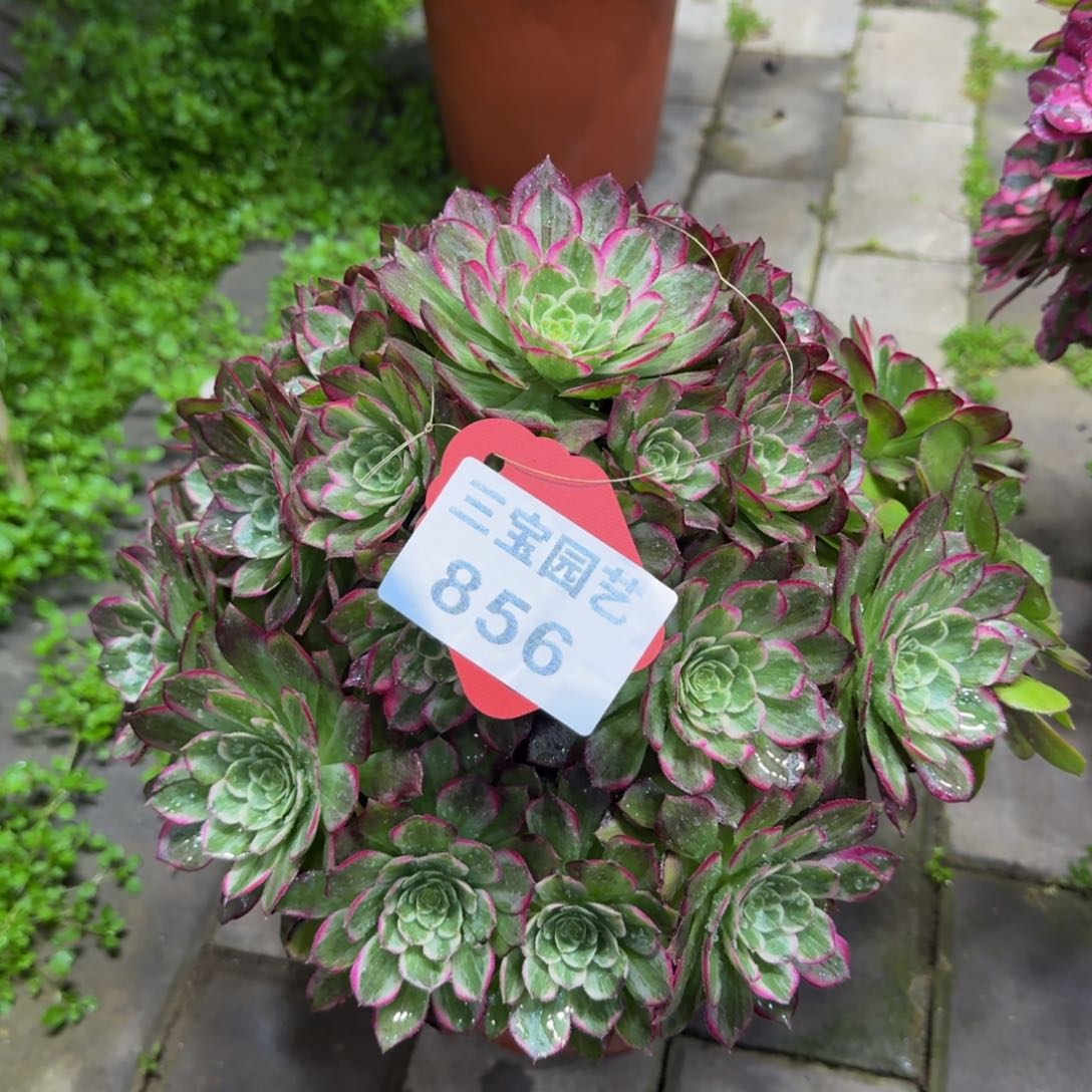 二**姨多肉植物856万花筒