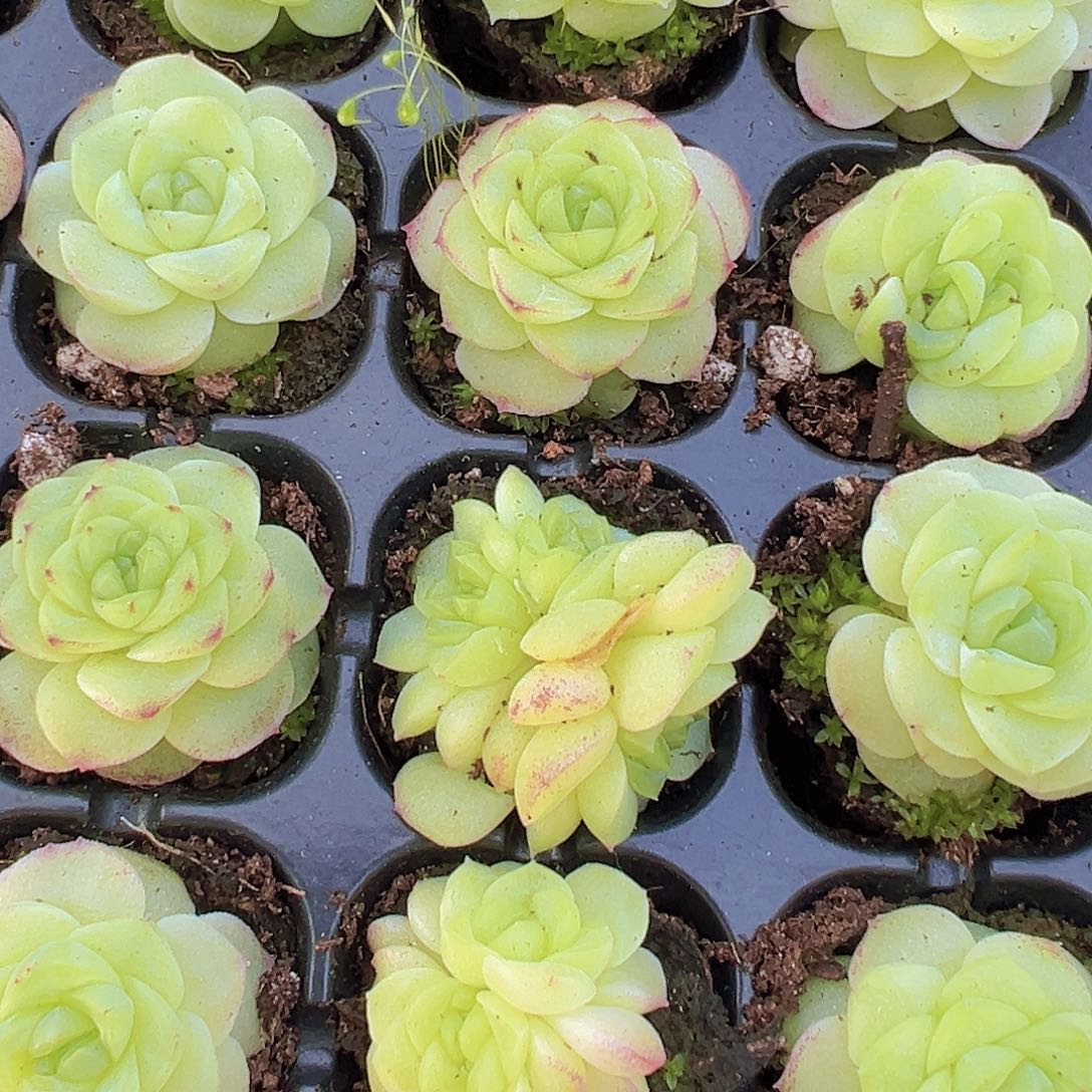 化水色麦秆4颗苗19包邮