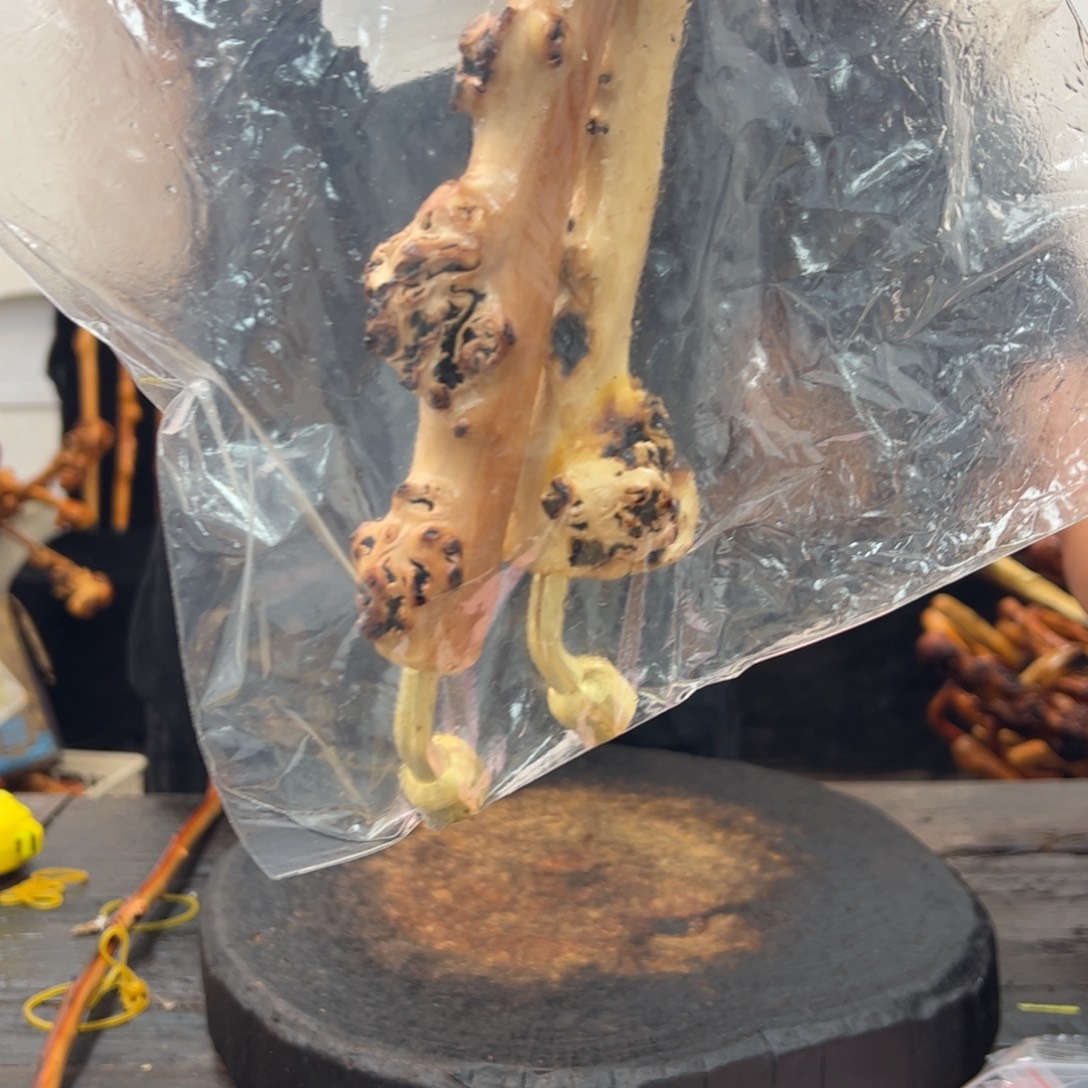 其他黑果木黑果木206