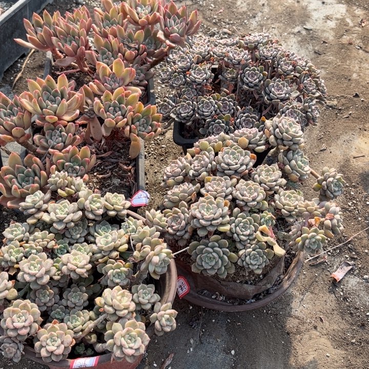 语****崔灿两颗粉布偶三颗掉小头不包损