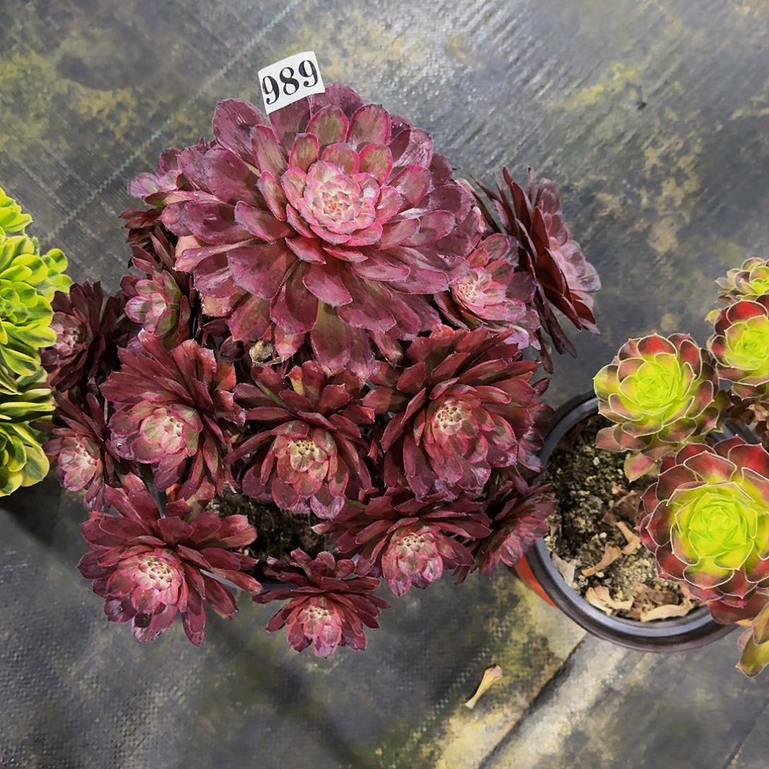 989黑牡丹多肉植物