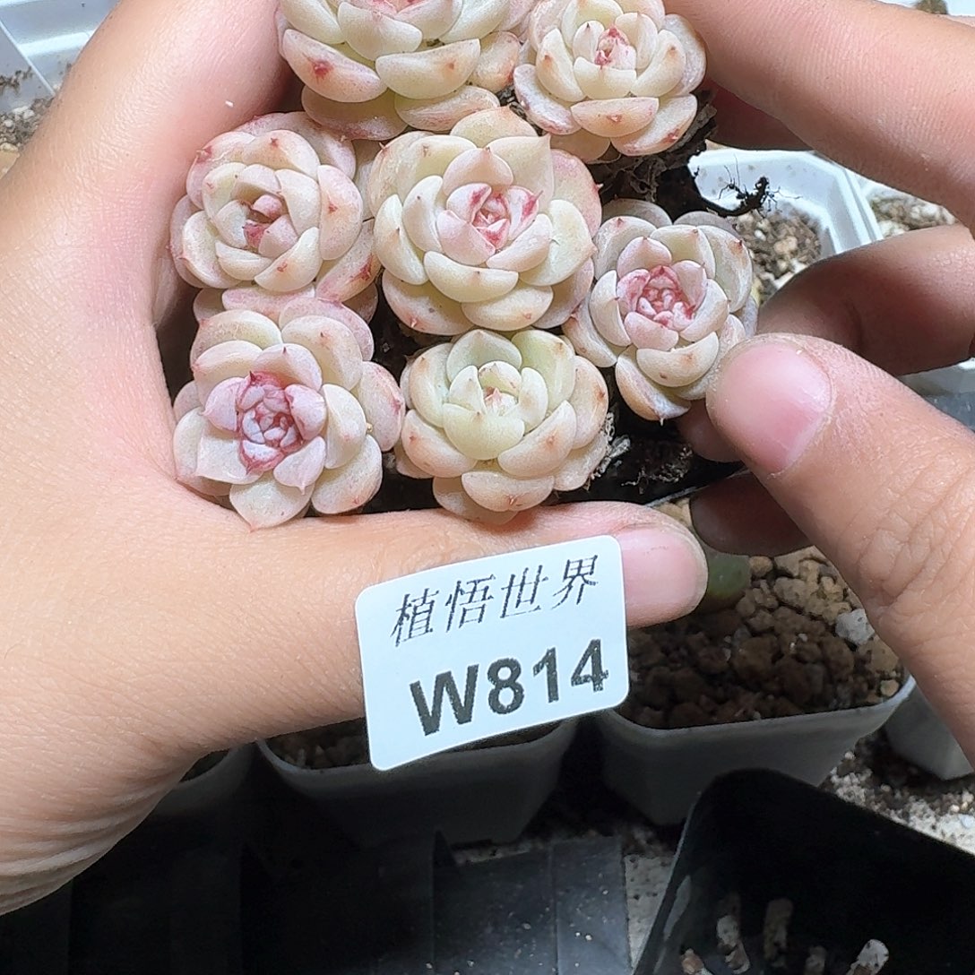 814盒多肉植物哇c