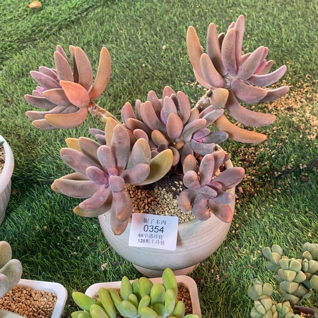 红手指0354 天热请拍冷链