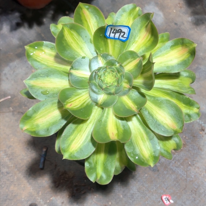 暴君1492法师多肉