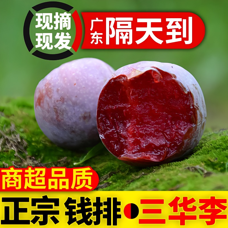 【现货现发】正宗广东钱排红心三华李应季新鲜红心脆李酸甜红心李子
