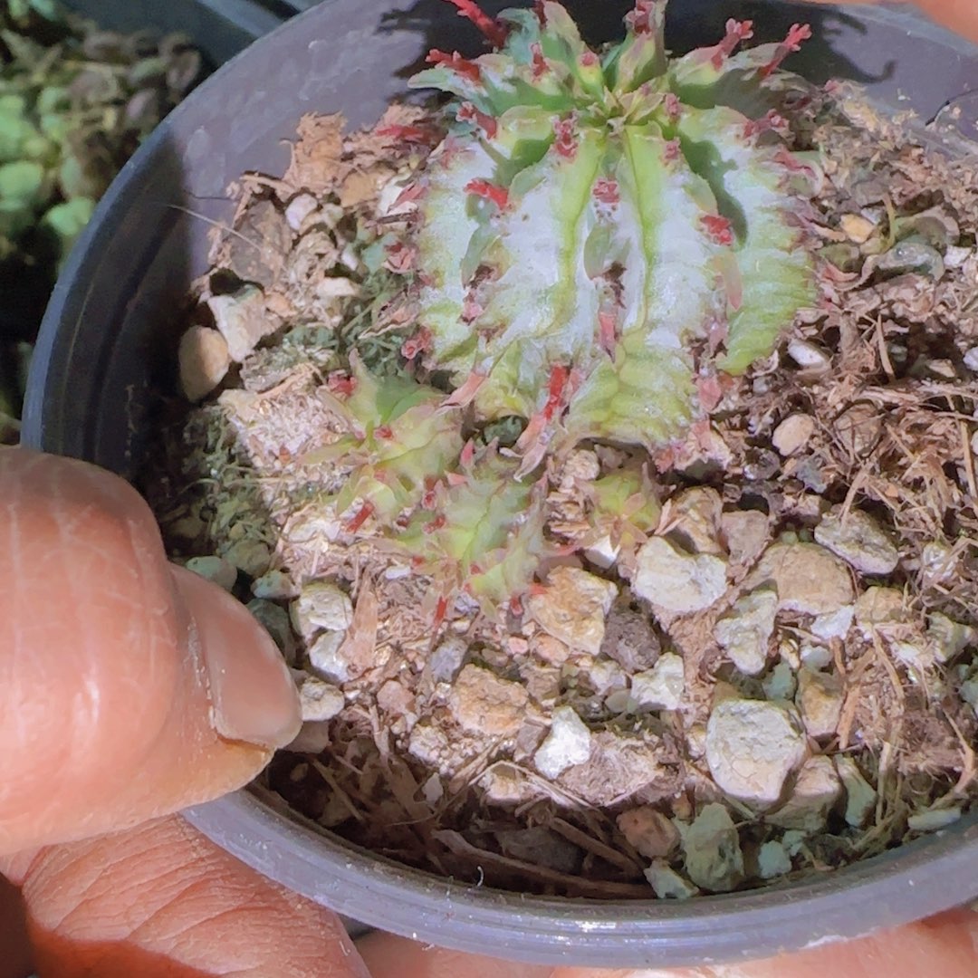 浮***生块根植物块根植物