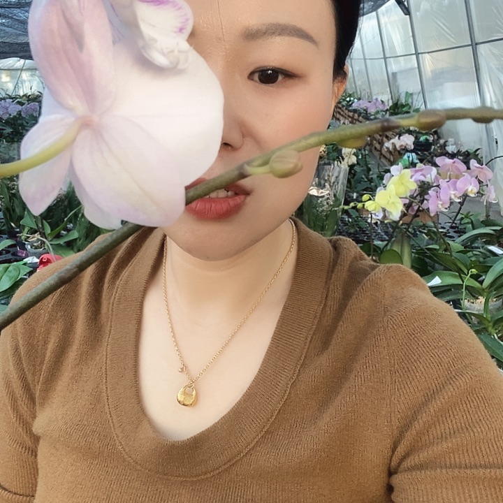 无花朵曼塔安稳蝴蝶兰