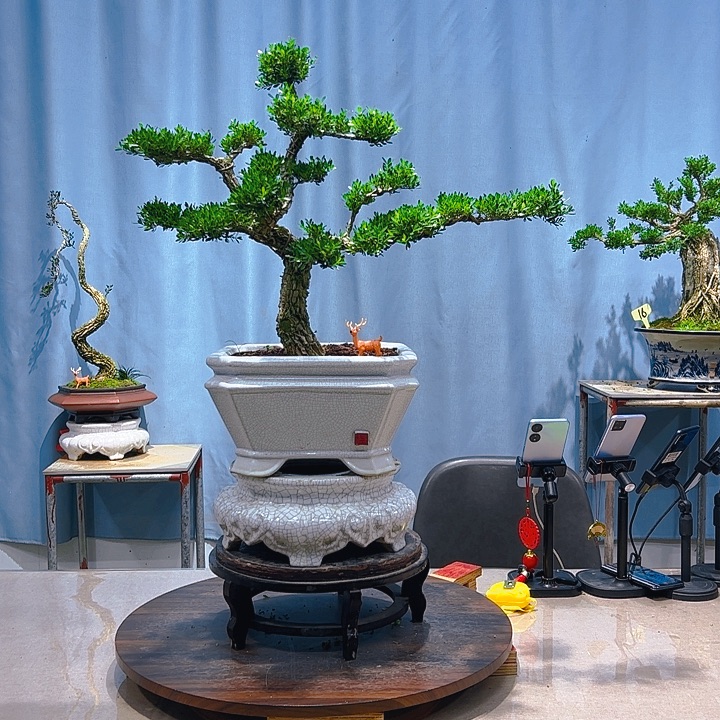 无花朵广东皱皮雀舌黄杨