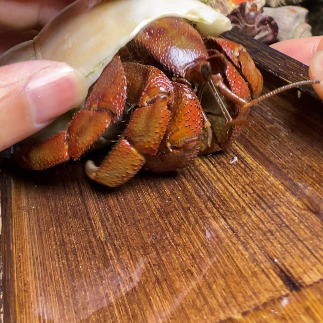 陆生寄居蟹42号拍品