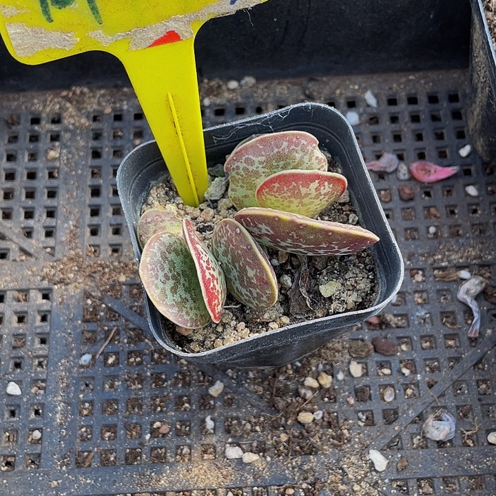 御所锦带盆土发货