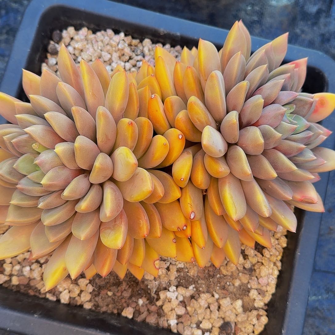 野*禅他哈怕他他爸爸啊