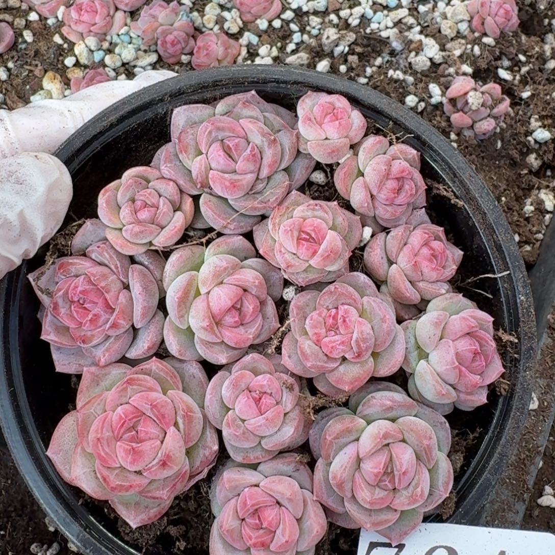 多肉植物多肉植物764