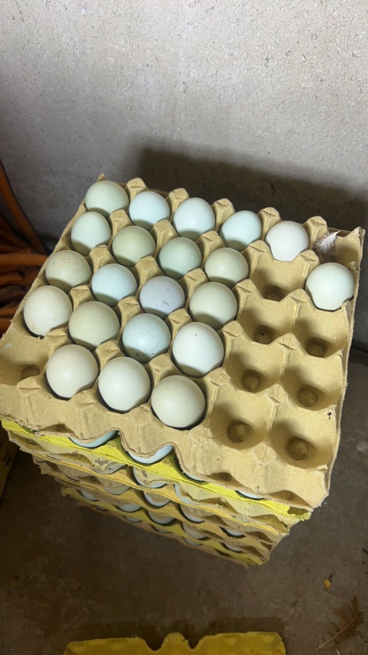 正宗大山散养 乌鸡蛋100枚