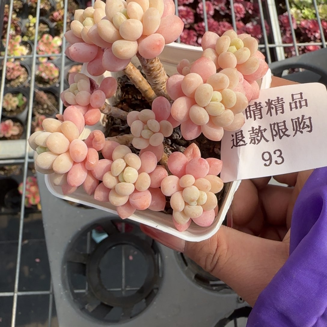 闪购精品多肉93号