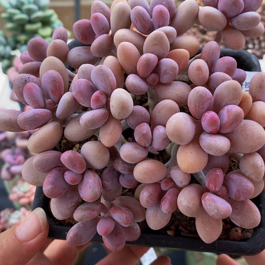 359糖果桃蛋12cm多肉