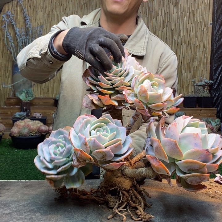 桐***@105 号白凤多肉植物