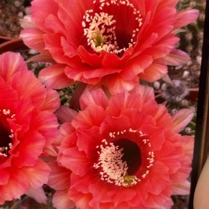 香香新金刚7公分左右