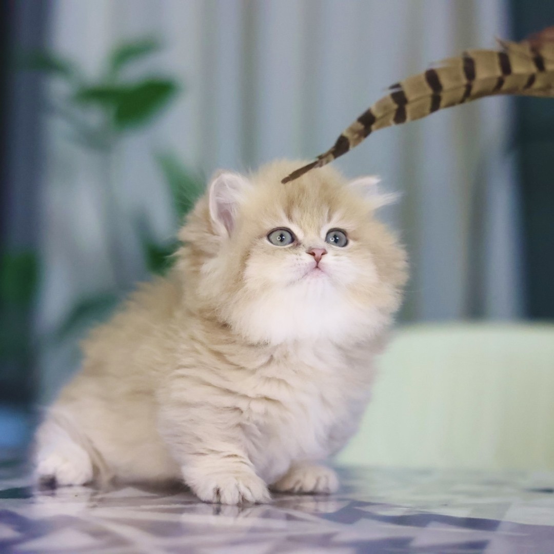 蓝金拿破仑甜美可爱胖胖的