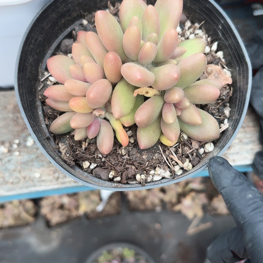 青蛙王子儿童牙膏11