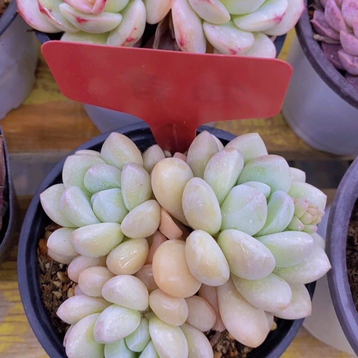 多肉植物，一物一拍