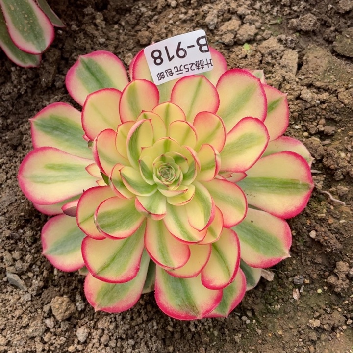 918倾城多肉12345678