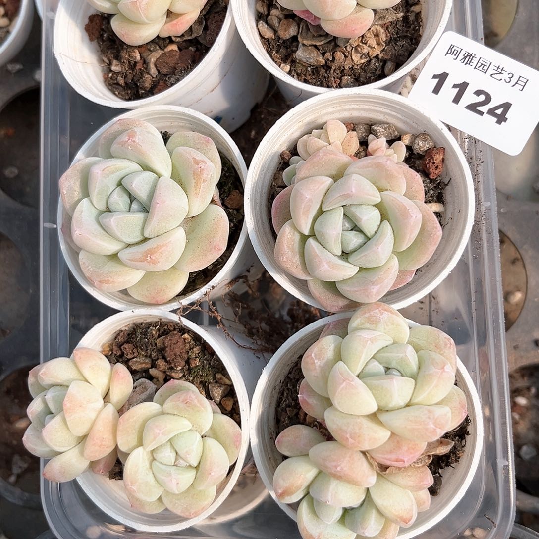 阿雅园艺。    1124带盆发货