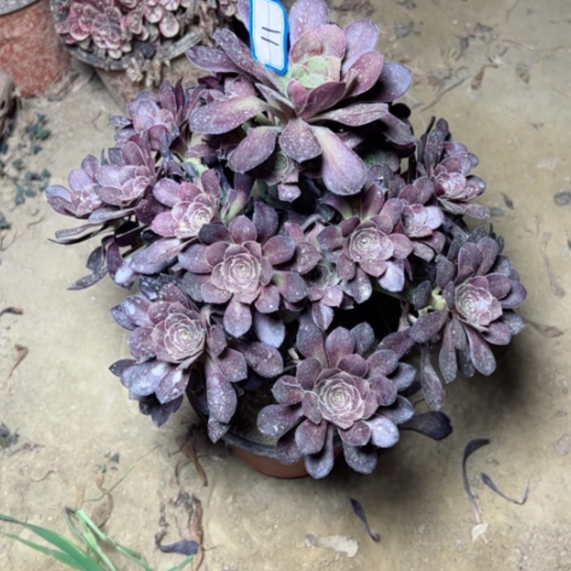 【闪购商品】多肉植物红酒11