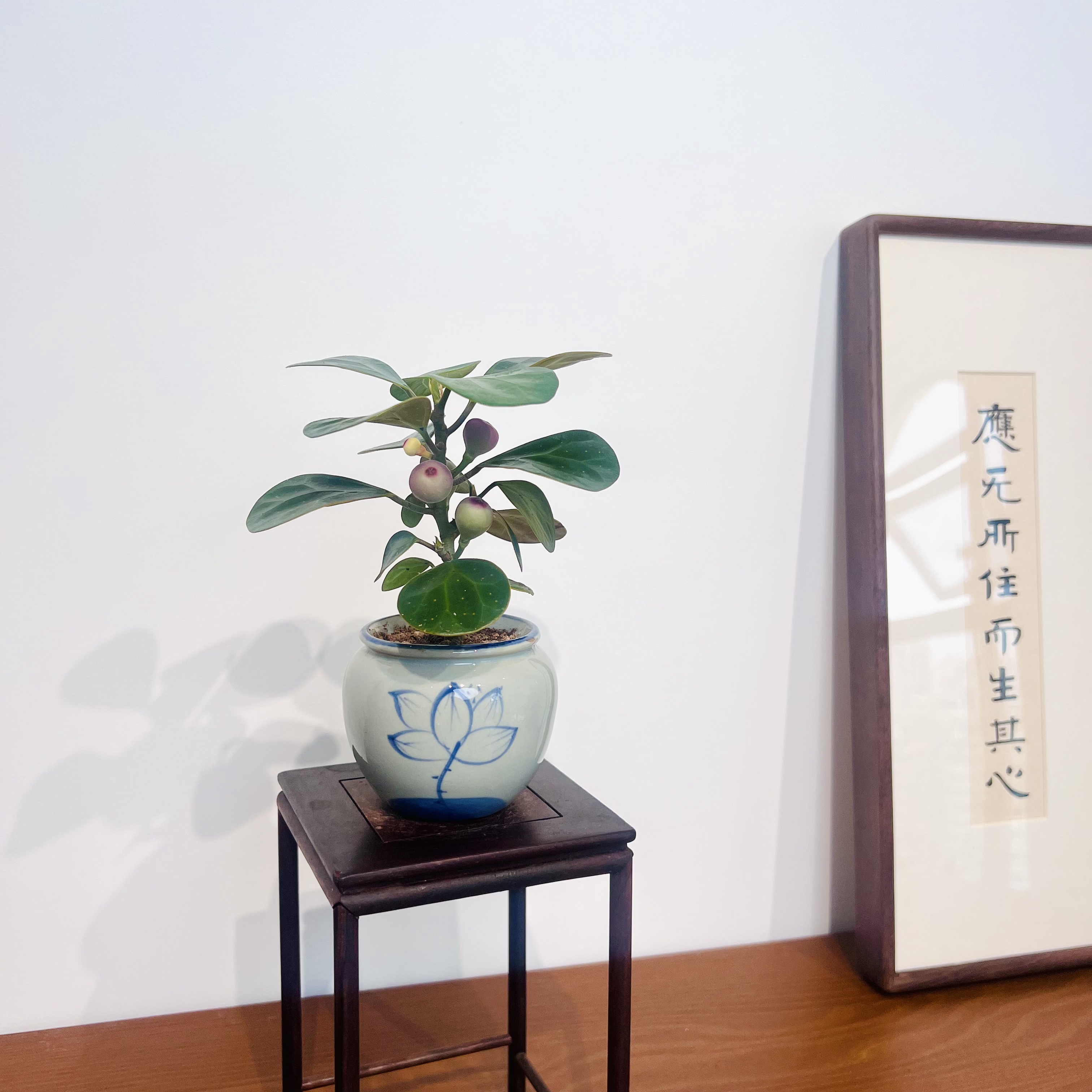 小胖菩提室内好养桌面迷你绿植加赠莲花陶瓷盆