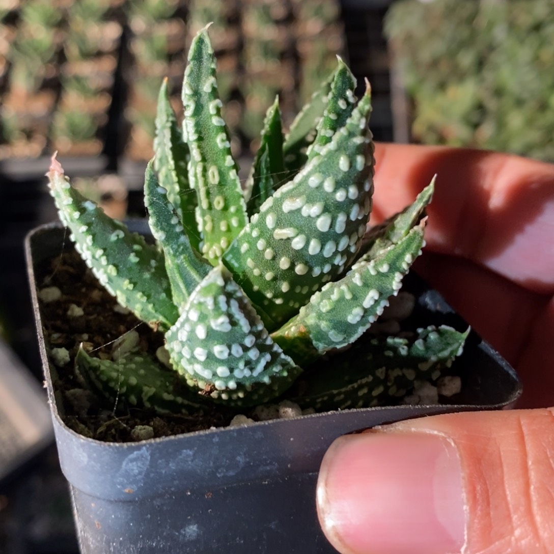 泪珠硬叶一颗 元旦福利