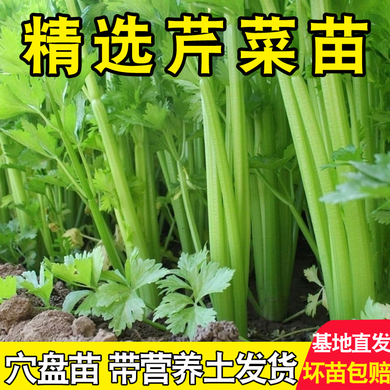 寿光西芹苗四季小香芹菜根芹红白秧苗南北方阳台盆栽种蔬菜种籽苗