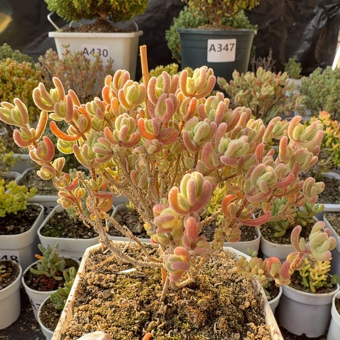 Y***-A412橙叶白锦枝干