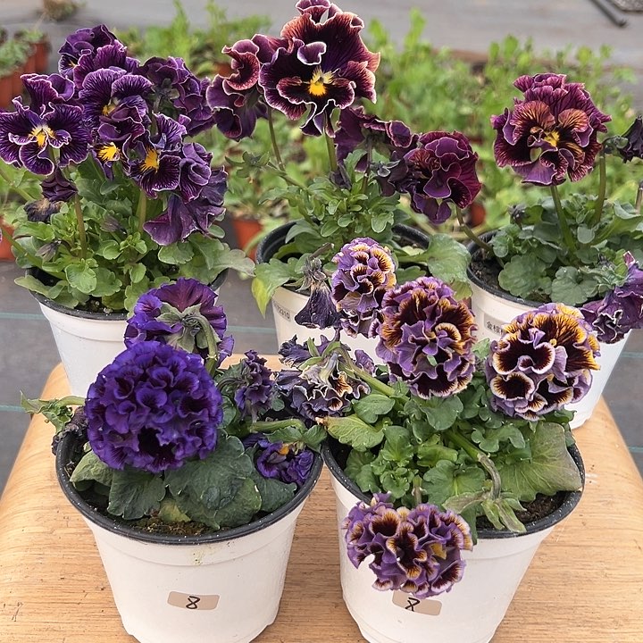 红陶抖音直播闪拍8