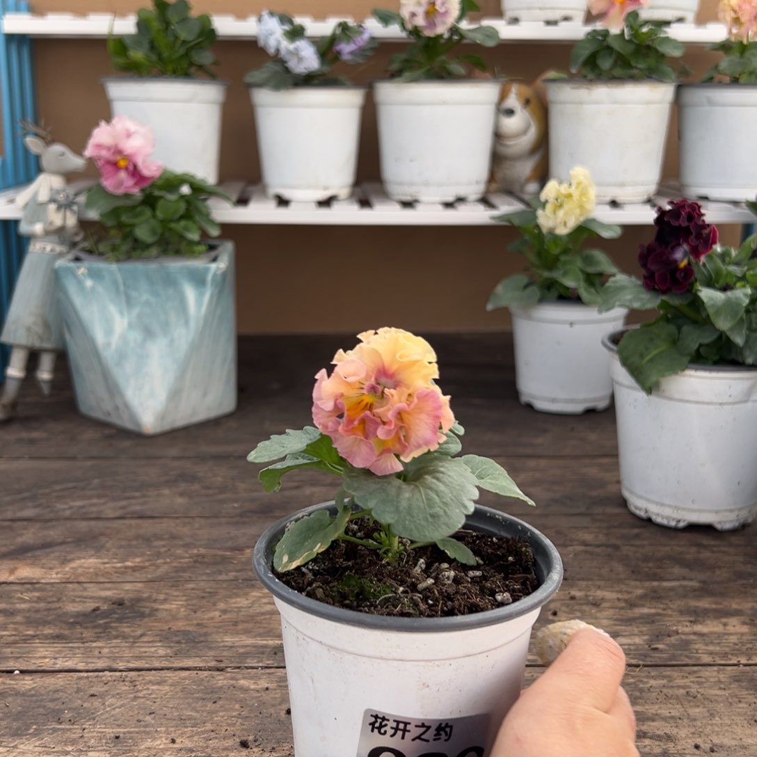 【闪购商品】完全开放030号苗小