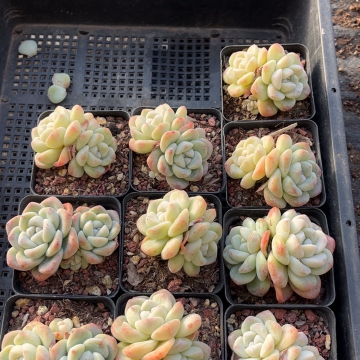 冰玉多肉七方盆一组10个2号