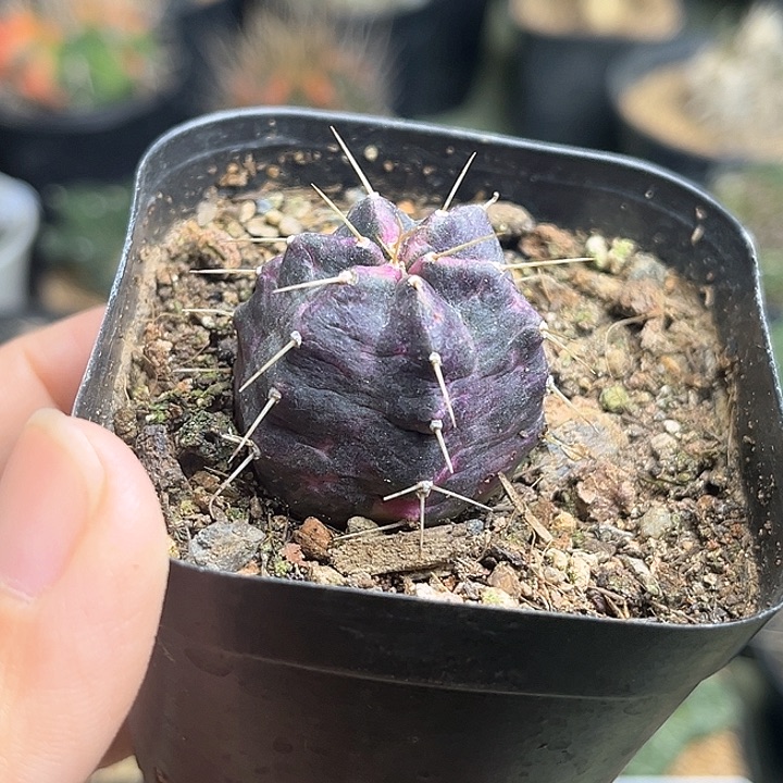 宇宙殿锦自根3公分