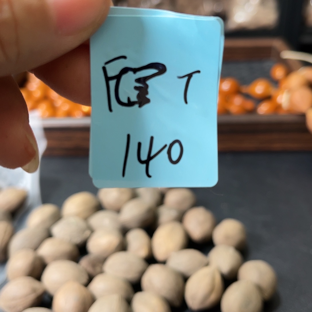 吊坠龙脊菩提F*T