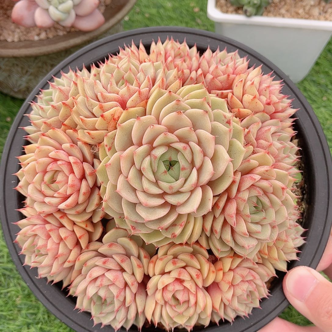 黄金苯巴蒂斯自然群多肉