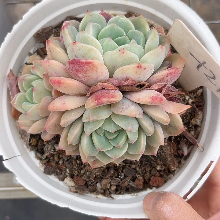 两单包邮，一物一拍27红橙